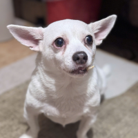 Bé Bean