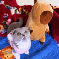 Bé Bảo Bối
